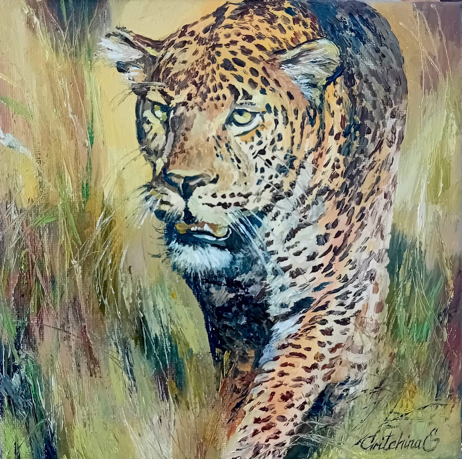 Leopard im goldenen Gras